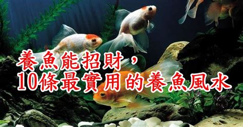 養什麼|養魚能招財，10條最實用的養魚風水（你一定要知道）。